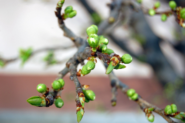 Ramo d'albero con fondo germogli, primavera - Foto, immagini