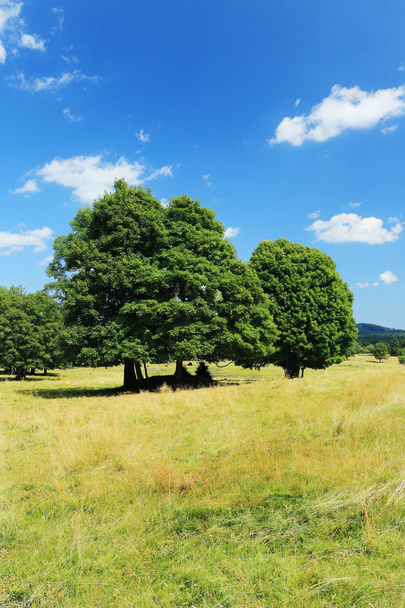Beautiful Landscape from the summer Mountains Sumava in southern Bohemia, Czech republic - Foto, Imagen