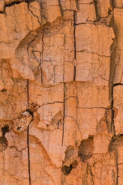 Detail of a broken tree trunk with exposed bark  - Foto, Imagen