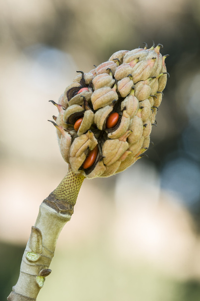 Semena Magnolia grandiflora - Fotografie, Obrázek