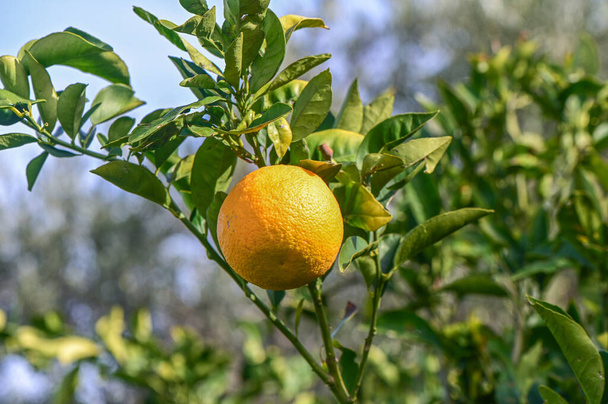 πορτοκάλια ωριμάζουν σε έναν πορτοκαλεώνα στη Μεσόγειο 16 - Φωτογραφία, εικόνα