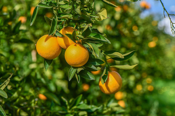 πορτοκάλια ωριμάζουν σε έναν πορτοκαλεώνα στη Μεσόγειο 15 - Φωτογραφία, εικόνα