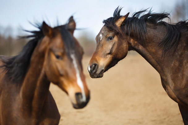 caballos salvajes - Foto, imagen