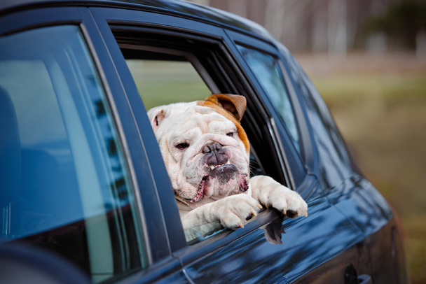 Happy english bulldog in a car - Фото, изображение
