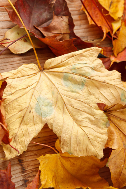 Dried leaves - Foto, imagen