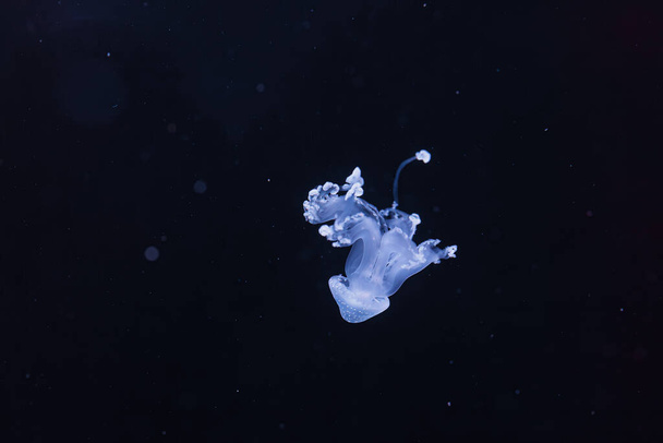 Підземний постріл чудової австралійської отруйної медузи. - Фото, зображення