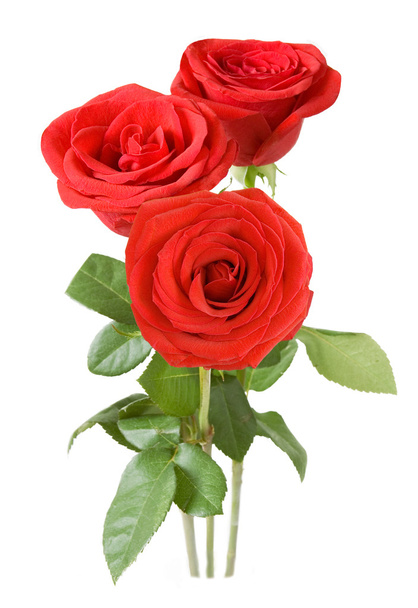 Red roses bunch isolated on white - Photo, Image