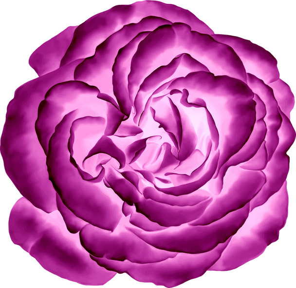 ピンクのバラの花 - ベクター画像