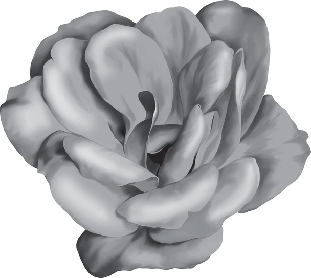 black and white rose flower - Vektor, kép