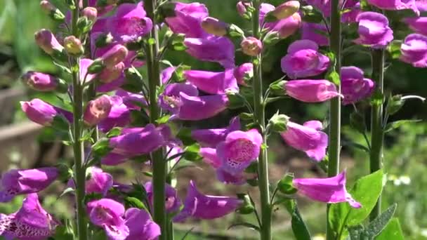 Λουλούδια foxglove Digitalis purpurea σε καλοκαιρινό άνεμο - Πλάνα, βίντεο