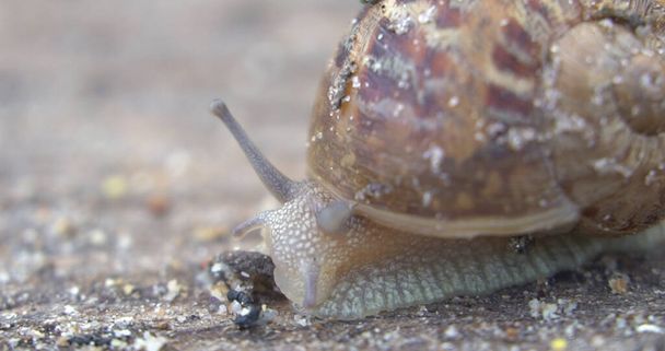 Snail farm. Snails crawling on a green leaf in the garden in the summer - Photo, Image