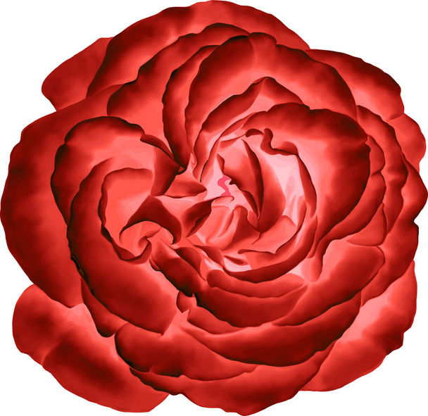 Red Rose Flower - Vector, Image