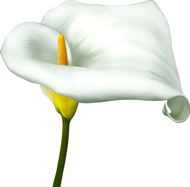 λευκό λουλούδι κρίνου calla - Διάνυσμα, εικόνα