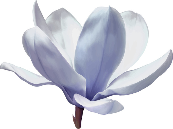 Flor de magnólia azul
 - Vetor, Imagem