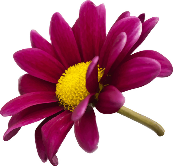 Beautiful purple flower - Vector, Image