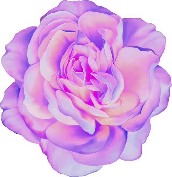 ピンクのバラの花 - ベクター画像
