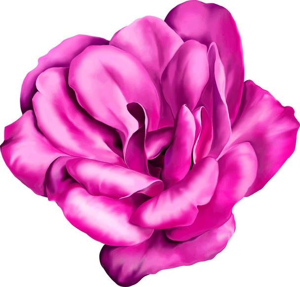 Rózsaszín camelia Rózsa virág - Vektor, kép