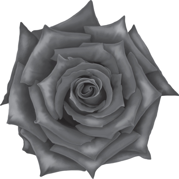 black and white rose flower - Vector, Image