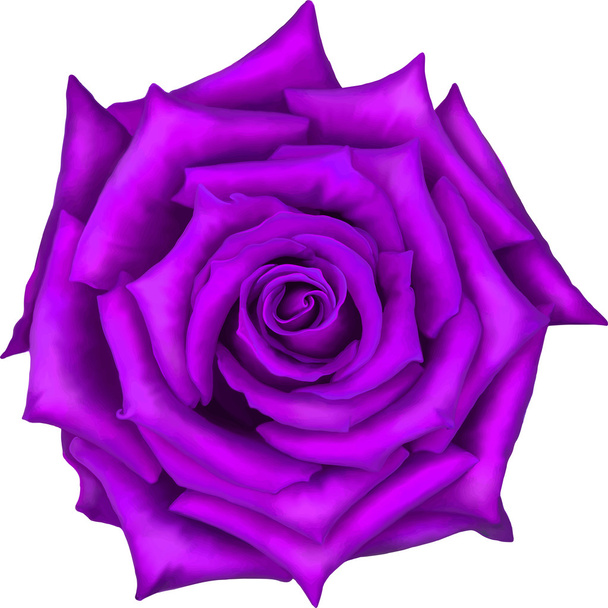 Фиолетовый розовый цветок
 - Вектор,изображение