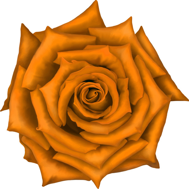 オレンジ色のバラの花 - ベクター画像