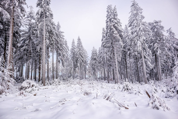 Sífutás a havas türingiai erdőben Floh-Seligenthal közelében - Türingia - Németország - Fotó, kép