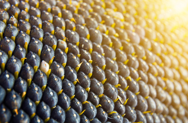 close-up view of sunflower seeds  - Photo, Image