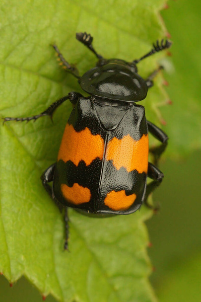 Szczegółowe zbliżenie na kolorowe wspólne pochówku lub chrząszcz sekstonowy, Nicrophorus vespilloides na zielonym liściu - Zdjęcie, obraz