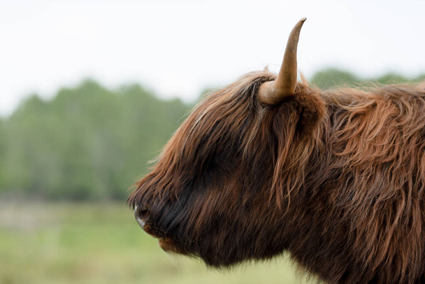  Een close-up van een Schotse stier uit de hooglanden, met zijn lange, golvende vacht en prominente hoorn tegen een serene natuurlijke achtergrond. - Foto, afbeelding