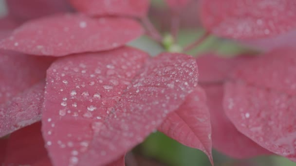 красива квітка під дощем HDR відео - Кадри, відео