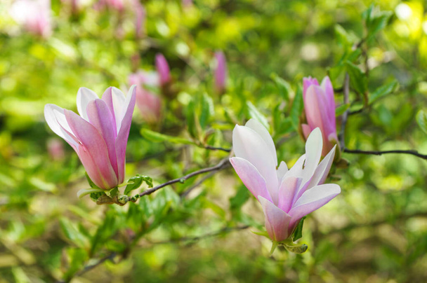 Magnolia tree branch blossom in springtime garden on green leaves background. Blooming pink magnolia outdoor in public park, gardening, landscape design. - Photo, Image