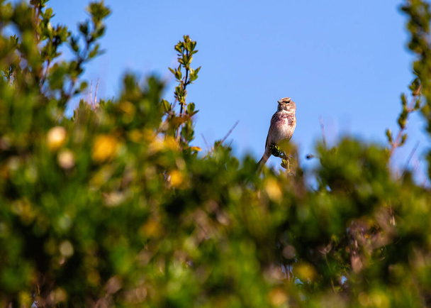 Charming Linnet (Linaria cannabina) perched amid the scenic beauty of Bull Island, Dublin. A delightful moment capturing the grace of this European finch in its Irish coastal habitat. - Photo, Image