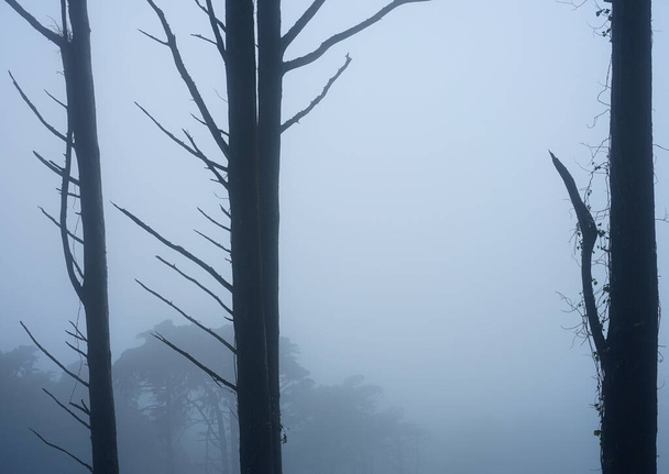 Stíny v lese, Přírodní park Sintra-Cascais, Portugalsko - Fotografie, Obrázek