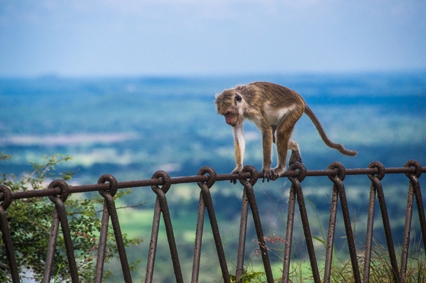 金属フェンス、スリランカのシギリヤに猿 - 写真・画像