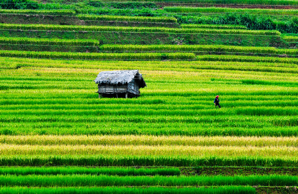 Rijstvelden op terrassen in Vietnam - Foto, afbeelding