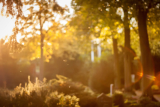 Blurry autumn park - Foto, Imagem