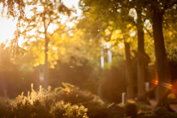 Blurry autumn park - Photo, Image