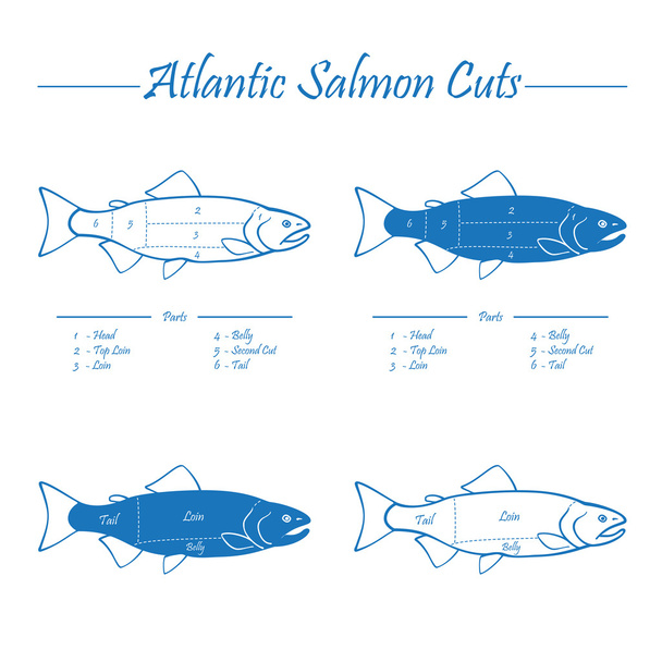 Diagramme des coupes de saumon atlantique
 - Vecteur, image