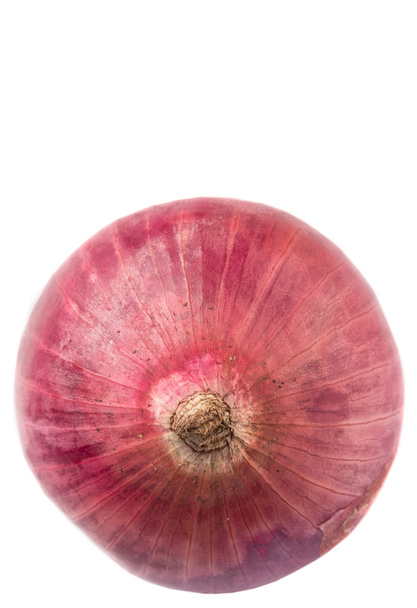 Grand oignon rouge sur fond blanc
 - Photo, image