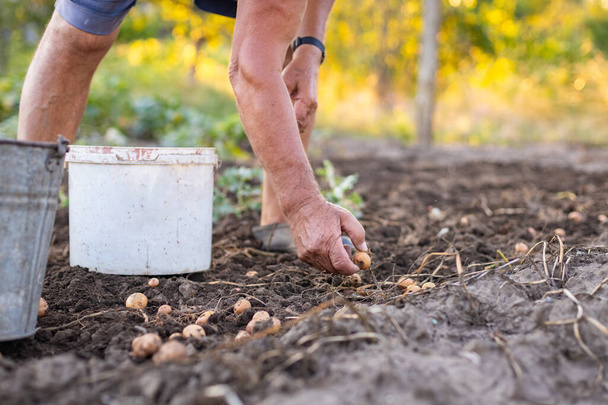 Jeden nierozpoznawalny biały mężczyzna w średnim wieku zbiera ręcznie wykopane ziemniaki z ziemi w swoim ogrodzie w letni wieczór, widok z bliska. - Zdjęcie, obraz