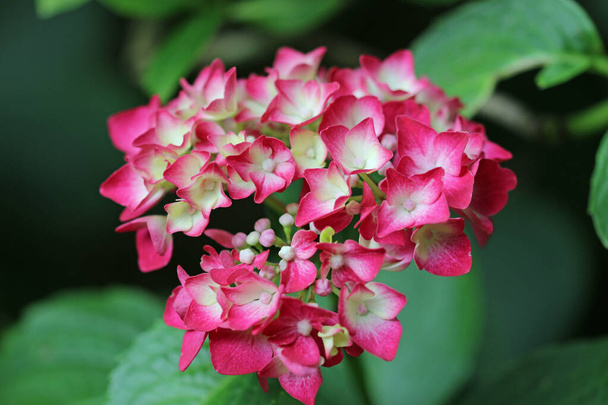 Cabeza mojada rosa Hydrangea, de especies y variedades desconocidas, flores en primer plano con un fondo de hojas borrosas. - Foto, imagen