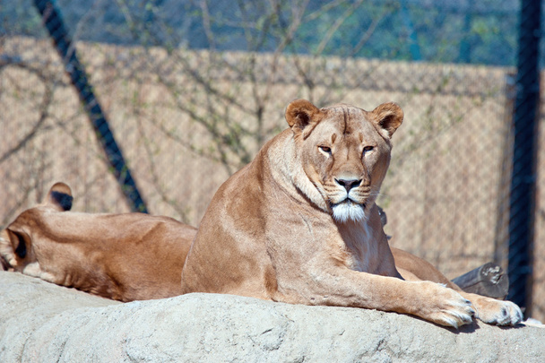 lioness - Photo, Image