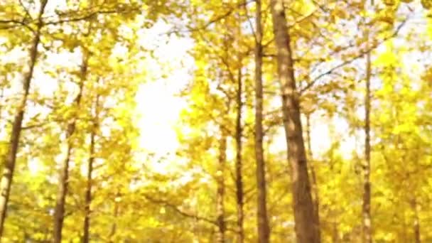 bella vista del parco giallo durante la stagione autunnale - Filmati, video