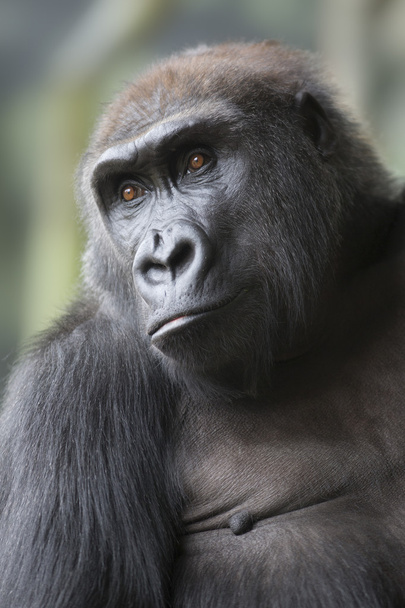 Retrato de cerca del mono gorila
 - Foto, Imagen