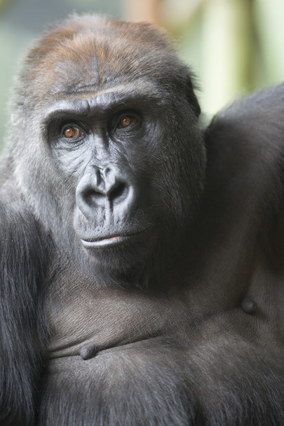 Nahaufnahme Porträt des Gorilla-Affen - Foto, Bild