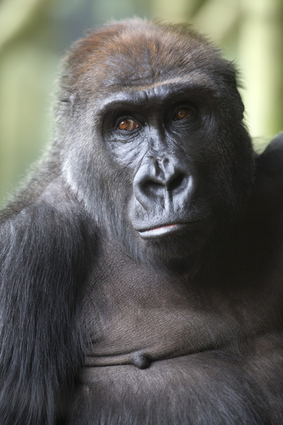 Gros plan portrait de gorille singe
 - Photo, image