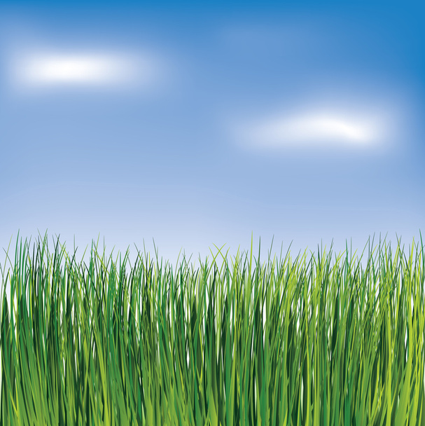 Green grass on the blue sky background - Vector, Image