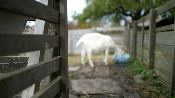 Αγροτεμάχιο ατμόσφαιρα θολή ζώων στο παρασκήνιο τρώει με ξύλινο φράχτη σε πρώτο πλάνο. Περιβάλλον γεωργίας - Φωτογραφία, εικόνα