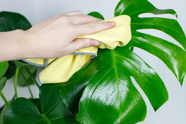 Detailní záběr mladé ženy ruce třít a setřít prach z listů rostliny Monstera Deliciosa s péčí. Koncept péče o rostliny. - Fotografie, Obrázek