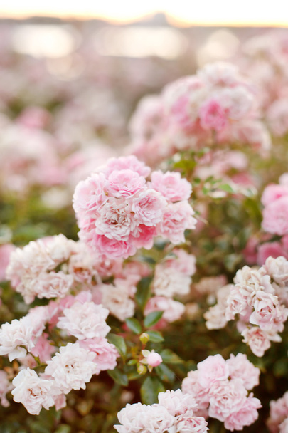 Beautiful pink rose in a garden - Fotó, kép