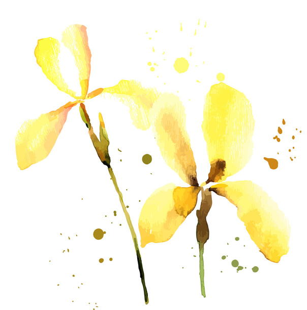 Watercolor iris on white background - Vector, imagen